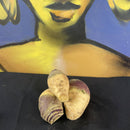 Swedes ($5.50 p/kg)