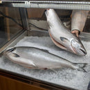 King Salmon - NZ - Fresh Fillet - (180gr - 200gr) - SASHIMI GRADE