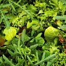 Rocket(4.99p/bag/120gm)