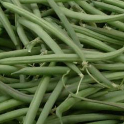 Stringless Beans ($24.99p/kg)