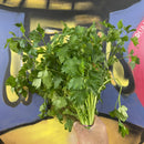 Flatleaf Parsley (bunch)