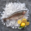 Whole Rainbow Trout (32.99kg)