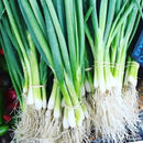 Spring Onion Bunch ($1.70 per Bunch)