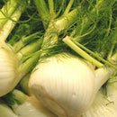 Fennel (2.00p/each)