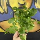 Coriander (bunch)