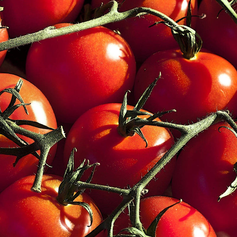 Tomatoes (Truss)